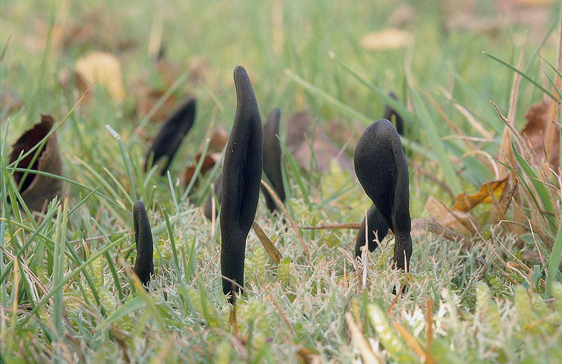 Geoglossum cookeianum